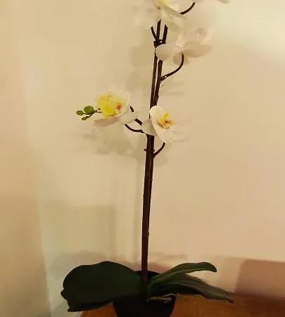 Maison Carcari * Pau